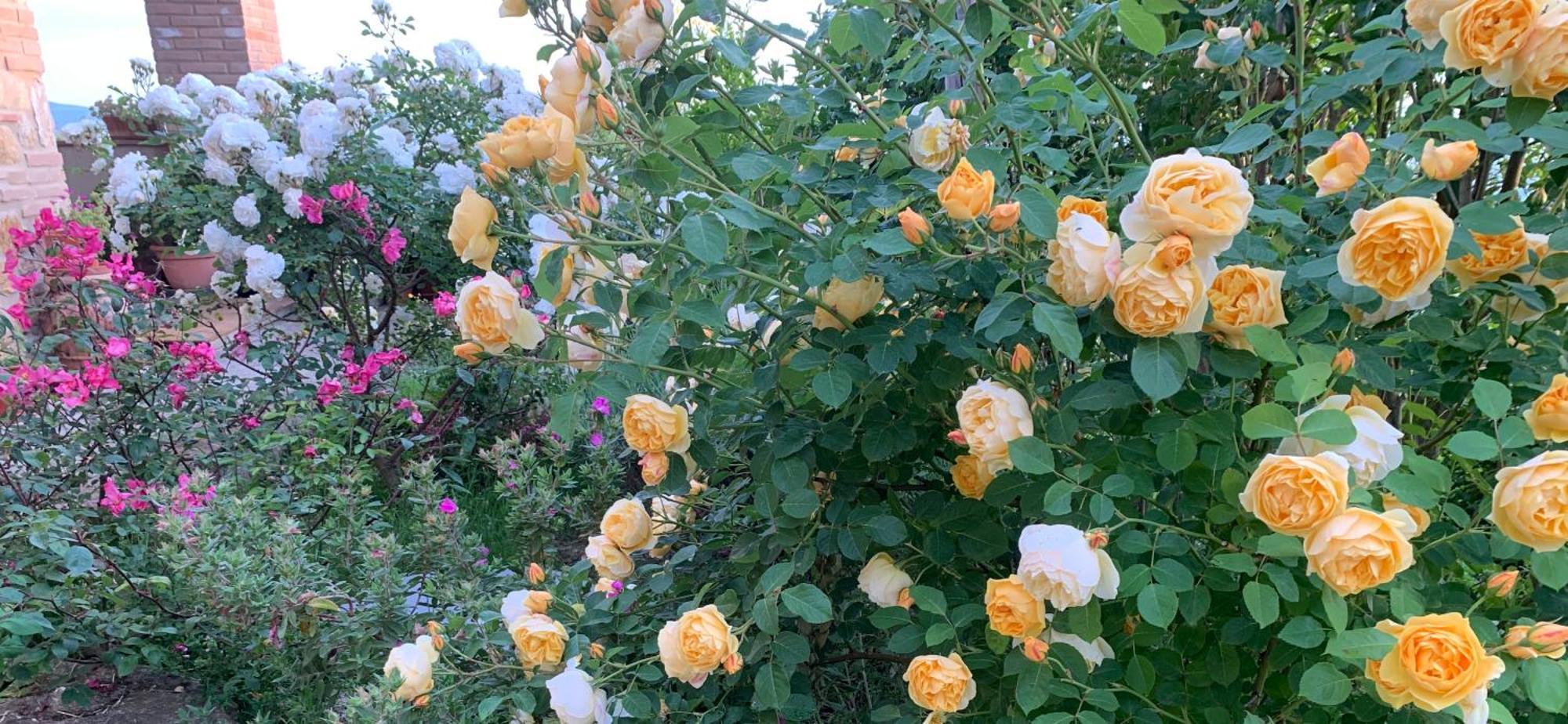 Podere Casallorto فولتيرا المظهر الخارجي الصورة